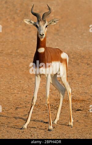 En danger critique d'hommes gazelle dama (Nanger dama), l'Afrique du Nord Banque D'Images