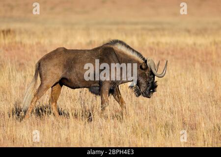 Un gnou noir (Connochaetes gnou) dans les prairies ouvertes, Mokala National Park, Afrique du Sud Banque D'Images