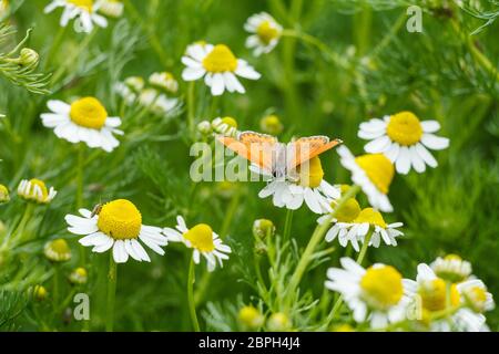 La camomille fleurit par temps ensoleillé avec un papillon de couleur orange assis sur l'un d'eux. Faible profondeur de fiel. Banque D'Images