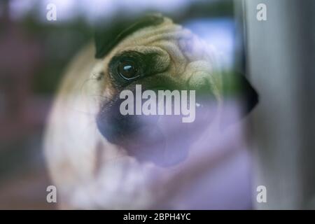 Chien PUG regardant dans une fenêtre de la caméra Banque D'Images