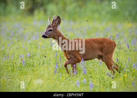 Chevreuil, Capreolus capreolus, buck en été sur une prairie pleine de fleurs. Roebuck au coucher du soleil. Animal sauvage en milieu naturel. Cerfs sauvages mignon. Banque D'Images