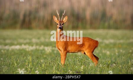 Chevreuil, Capreolus capreolus, buck en été sur prairie de fleurs au coucher du soleil. Animaux sauvages en milieu naturel avec des couleurs chaudes. Roebuck dans la nature Banque D'Images