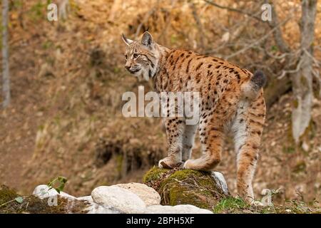 Eursian lynx debout sur un rocher en forêt autmn avec arrière-plan flou. Mammifères en voie de disparition en milieu naturel de prédateurs. Paysage de la faune avec vivi Banque D'Images