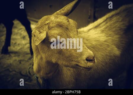 Clos de chèvre clôture dans la ferme des animaux, nature Banque D'Images