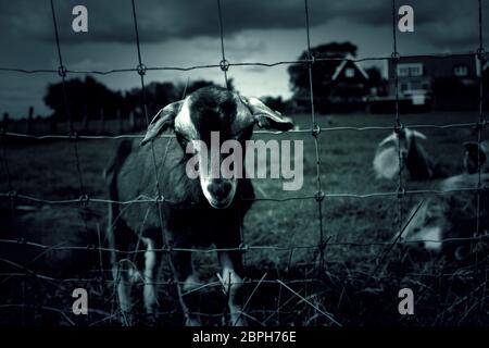 Clos de chèvre clôture dans la ferme des animaux, nature Banque D'Images