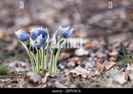 'Pulsatilla patens' - Crocus des prairies. Fleurs violettes close up. Pasqueflowers. Au printemps de belles fleurs sauvages Banque D'Images