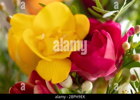 Fond tulipes. Gros plan de superbes tulipes colorées en fleurs avec le foyer sur le pollen d'une fleur de tulipe jaune. Macro. Banque D'Images