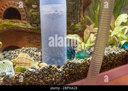 Nettoyage du sol dans l'aquarium avec un siphon Banque D'Images