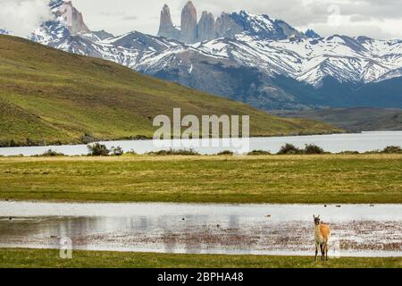 Guanaco à côté de la Laguna Azul avec le Torres del Paine avec de la neige sur eux en arrière-plan, parc national Torres del Paine, Patagonie, Chili Banque D'Images