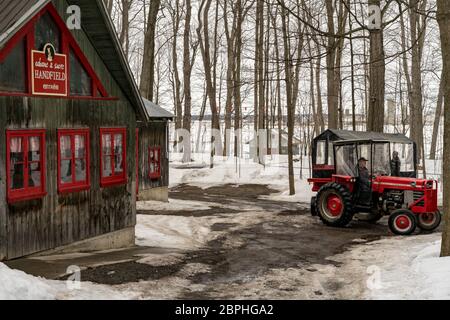 Un tracteur à Cabane à sucre Handfield, une cabane à sucre traditionnelle du Québec qui offre un petit déjeuner copieux autour du temps de récolte sur son producteur de sirop d'érable. Banque D'Images