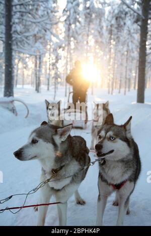 Huskies attendant avec un traîneau à Levi Laponie Banque D'Images