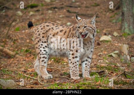 Eursian lynx debout dans autmn forêt avec arrière-plan flou. Mammifères en voie de disparition en milieu naturel de prédateurs. Paysages sauvages de la nature. Banque D'Images