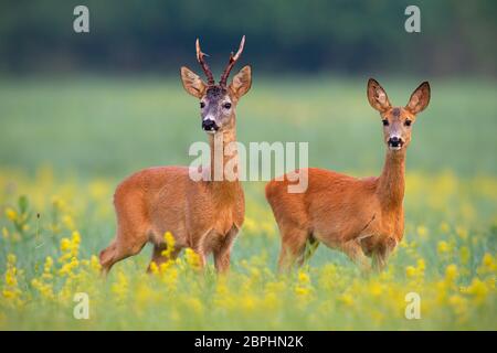 Chevreuil, Capreolus, capreouls int couple rut fixant sur un champ de fleurs sauvages jaune. Deux animaux sauvages debout près les uns des autres. L'amour co Banque D'Images