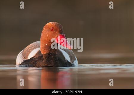 Pochard à crête rouge, netta rufna, dans la lumière du soir. Wildl oiseau nageant sur l'eau paisible. Paysage de Wilflife de la nature. Banque D'Images