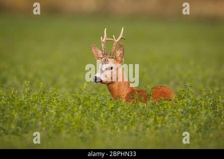 Chevreuils, caprelous capreolus, buck dans le trèfle vert avec arrière-plan flou. Cerfs roebuck en été avec la lumière douce soirée. La faune colorée sc Banque D'Images