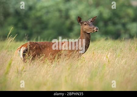 Red Deer hind dans l'herbe haute en été. Vue dégagée sur femelles cachées dans la végétation. Des animaux sauvages avec arrière-plan flou. Banque D'Images
