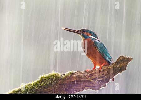 Mâle de kingfisher commun, alcedo atthis, en forte pluie. Scène sauvage avec oiseau assis sur une perchaude pendant une tempête avec le soleil brillant de derrière. Lumineux Banque D'Images