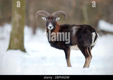 Moutons sauvages debout dans la neige profonde en hiver forêt. Mouflons, ovis musimon, dans le gel par temps froid dans l'environnement naturel. Banque D'Images