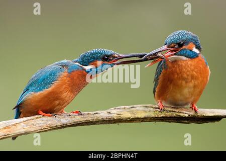 Deux grands pêcheurs, alcedo atthis passant un poisson l'un à l'autre. Couple romantique animal assis près de l'autre sur une branche. La faune et la flore sont colorées Banque D'Images