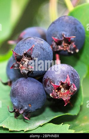 Une macro-vision de saskatoon mûrs. serviceberries Banque D'Images