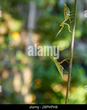 Grand vert mante religieuse ramper le long de la branche, Close up Banque D'Images