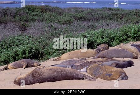 Éléphants de mer, parc national Ano Nuevo, Californie Banque D'Images