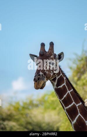 Le cou et la tête d'une girafe près d'un arbre verdoyant parc Samburu dans le centre du Kenya Banque D'Images