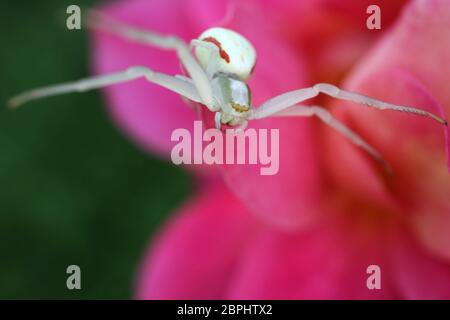 Araignée de crabe sur rose rose pétale, araignée blanche sur fleur dans le jardin, insecte de la faune, araignée de crabe sur rose macro, macro photographie, photo de stock Banque D'Images