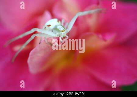 Araignée de crabe sur rose rose pétale, araignée blanche sur fleur dans le jardin, insecte de la faune, araignée de crabe sur rose macro, macro photographie, photo de stock Banque D'Images