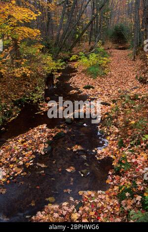 Morgan Creek, Chequamegon-Nicolet National Forest, Wisconsin Banque D'Images