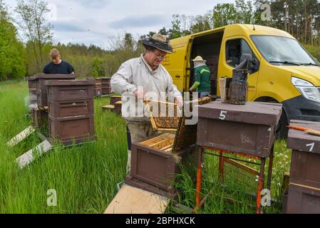 18 mai 2020, Brandebourg, Briesen: Le apiculteur Bernd Janthur, de l'apiculteur Bernd Janthur und Martin Müller GbR, vérifie les champs de couvain sur des ruches ouvertes (boîtes à abeilles où les peignes sont accrochés) dans une prairie du district d'Oder-Spree. Le 20 mai est la Journée mondiale des abeilles des Nations Unies, et la communauté internationale souligne donc l'urgence de la protection des abeilles. L'importance des abeilles comme pollinisateurs de la biodiversité et de la sécurité alimentaire est essentielle pour l'humanité. Une colonie d'abeilles est constituée d'une reine, de plusieurs centaines de drones et de 30,000 à 60,000 abeilles ouvrières - en été jusqu'en 120,000. Photo: Patrick Pleul/dpa-Zentralbild/ZB Banque D'Images