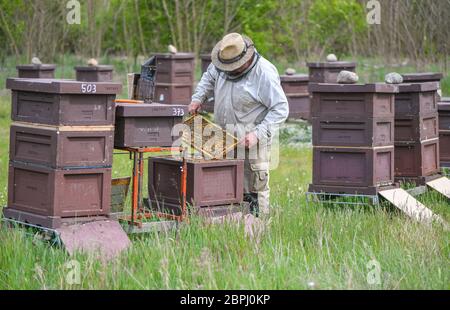 18 mai 2020, Brandebourg, Briesen: Le apiculteur Bernd Janthur, de l'apiculteur Bernd Janthur und Martin Müller GbR, vérifie les champs de couvain sur des ruches ouvertes (boîtes à abeilles où les peignes sont accrochés) dans une prairie du district d'Oder-Spree. Le 20 mai est la Journée mondiale des abeilles des Nations Unies, et la communauté internationale souligne donc l'urgence de la protection des abeilles. L'importance des abeilles comme pollinisateurs de la biodiversité et de la sécurité alimentaire est essentielle pour l'humanité. Une colonie d'abeilles est constituée d'une reine, de plusieurs centaines de drones et de 30,000 à 60,000 abeilles ouvrières - en été jusqu'en 120,000. Photo: Patrick Pleul/dpa-Zentralbild/ZB Banque D'Images