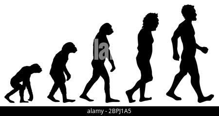 Graphique de l'évolution humaine, détail de l'histoire de l'évolution, éducation Banque D'Images