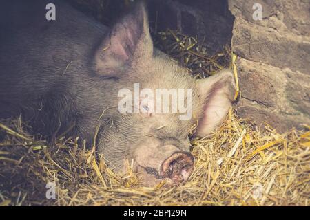 Gros plan de mignon cochon endormi (sus) isolé dans la paille dans la porte de grange, profitant du soleil d'été, Royaume-Uni. Visage de cochon avec nez sale couché. Banque D'Images