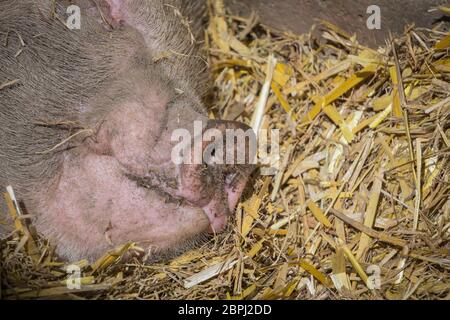 Porc domestique, gros plan du museau. Mignon cochon d'animal endormi (sus scofa domesticus) isolé dans la paille de grange. Bétail du Royaume-Uni, garde des porcs. Banque D'Images