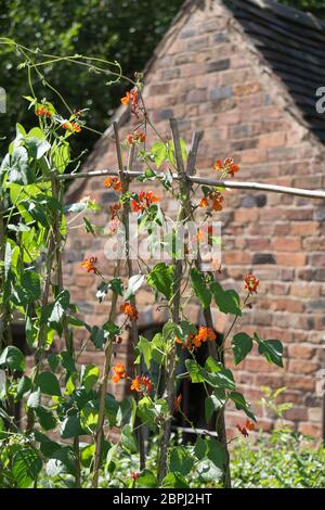 Haricots blancs (Phaseolus coccineus) croissance et escalade des cannes à bâtons dans les jardins traditionnels anglais de campagne en été sous le soleil, Royaume-Uni. Banque D'Images