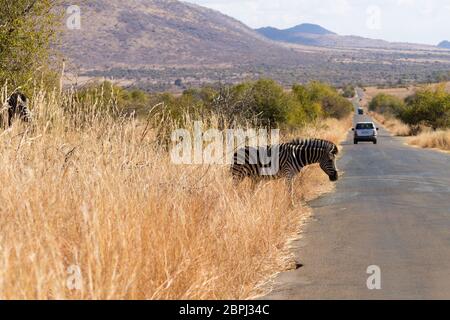 Traverser la route de Zebra Pilanesberg National Park, Afrique du Sud. Safari et animaux sauvages. Equus quagga Banque D'Images