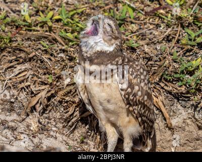 La Chevêche des terriers (Athene cunicularia) bâillonne à Cape Coral en Floride Banque D'Images