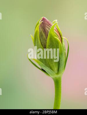 Gros plan d'un simple bouton de fleur d'hibiscus rouge sur fond vert Banque D'Images