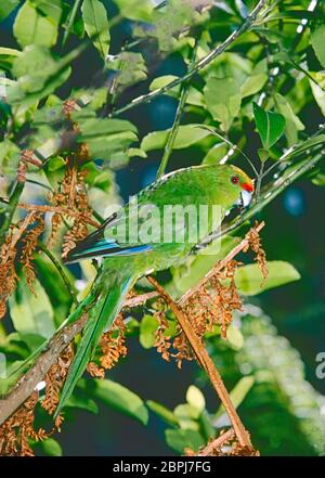 Parakeet à fronces jaunes ou à couronne jaune , (Cyanoramphus auriceps,) sur l'île Stewart, Nouvelle-Zélande. Banque D'Images