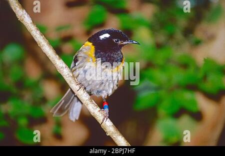 Mâle Stitchbird ou HIHI, (Notiomystis cincta,) sur l'île Tiritiri Matangi, golfe d'Hauraki, Île du Nord, Nouvelle-Zélande. Banque D'Images