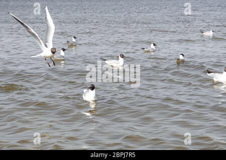 Groupe de mouettes en mer, oiseaux affamés luttant pour les restes de poissons, foyer sélectif Banque D'Images