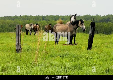 Le troupeau de chevaux est le pâturage dans une clairière. Un pâturage de chevaux Banque D'Images