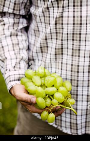 La récolte des raisins. Les agriculteurs les mains avec raisins blancs fraîchement récolté. Banque D'Images