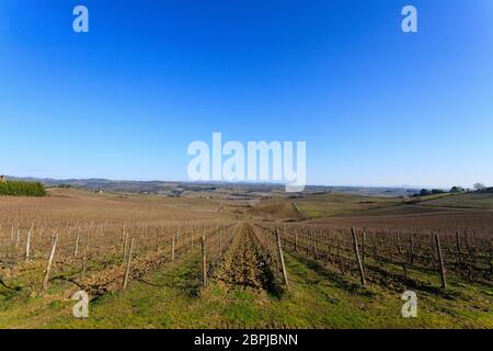 Rangées de vignes de la Toscane collines. L'agriculture italienne. Beau paysage Banque D'Images