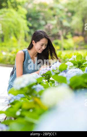 Femme asiatique prenant des photos sur la fleur d'Hydrangea dans le jardin Banque D'Images