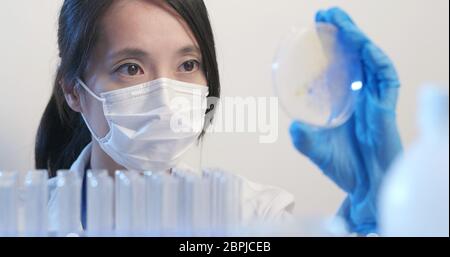 Travaux de laboratoire microbiologique, scientifique tenant une boîte de Petri pour enregistrement Banque D'Images
