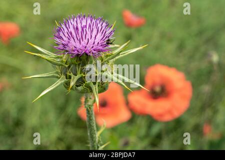 Cirsium vulgare isolé dans le champ Banque D'Images