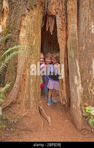 Trois jeunes filles se sont hashes dans un tronc d'arbre dans le parc national olympique de Washington Banque D'Images