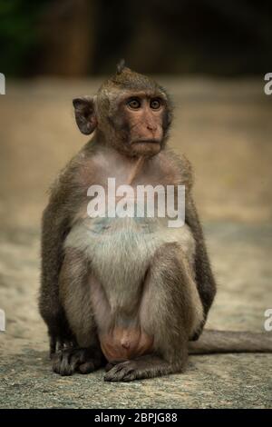 Macaque à longue queue se trouve sur le chemin jusqu'à la Banque D'Images